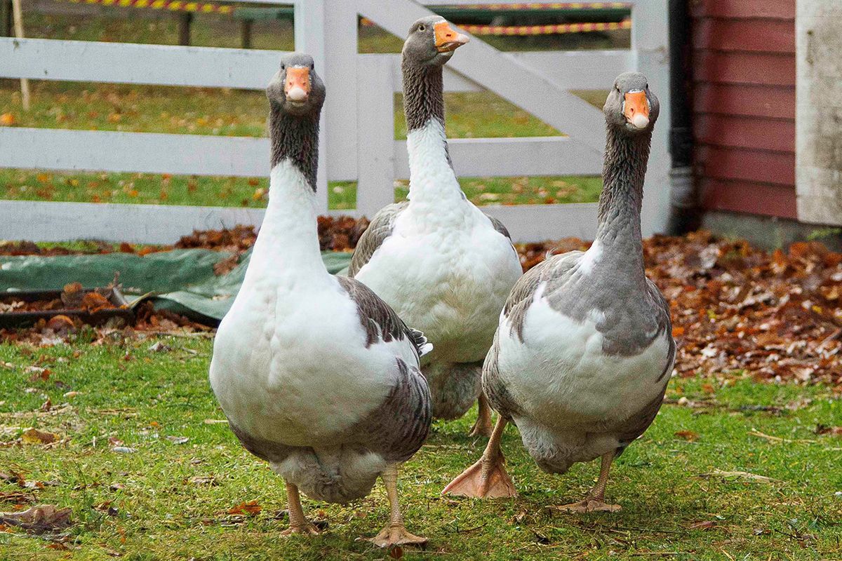 Ankor i Hembygdsparken Ängelholm