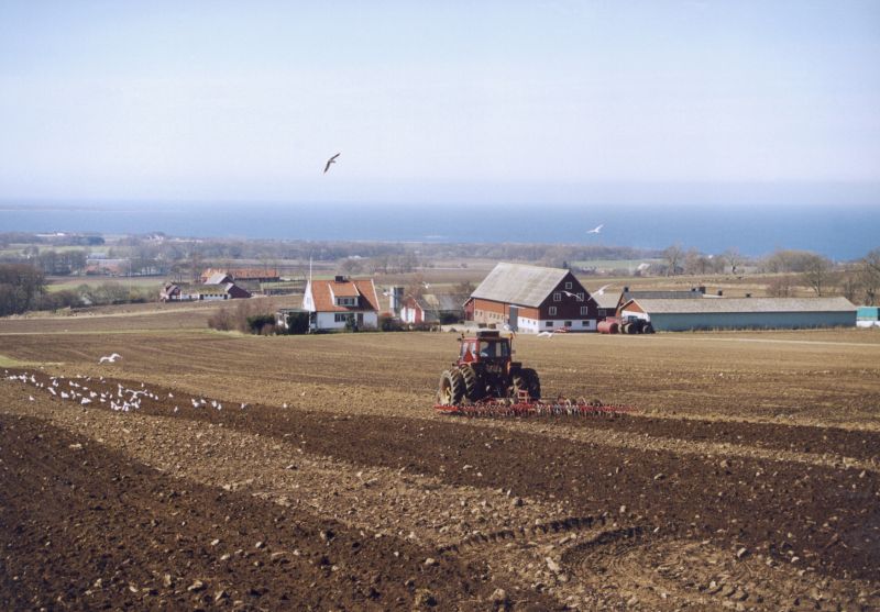 Traktor plöjer ett fält i våren med måsar som flyger över
